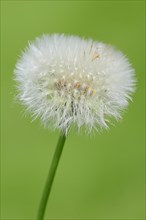 Dandelion (Taraxacum officinale)