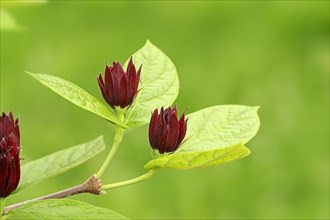 Carolina Sweetshrub (Calycanthus floridus)