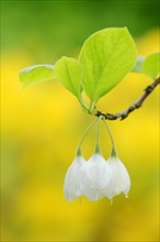 Mountain Silverbell (Halesia monticola)