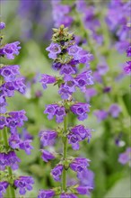 Dragonmouth or Pyrenean Dead-nettle (Horminum pyrenaicum)