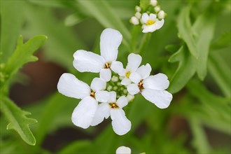 Bitter Candytuft or Rocket Candytuft (Iberis amara)