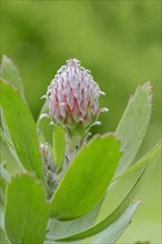 Protea or Pincushion plant
