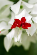 Bleeding Glory-bower (Clerodendrum thomsoniae) flower