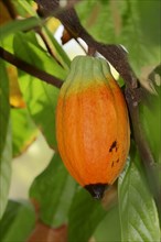 Cacao fruit growing on a cocoa tree (Theobroma cacao)