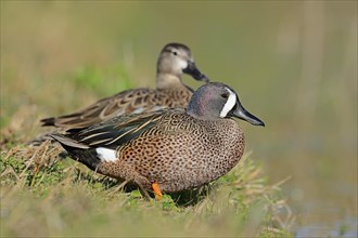 Blue-winged Teal (Anas discors) pair on the shore