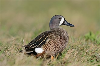 Blue-winged Teal (Anas discors)