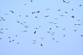 Turkey Vultures or Turkey Buzzards (Cathartes aura) and Black Vultures (Coragyps atratus) in flight