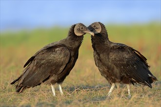 Black Vultures (Coragyps atratus)