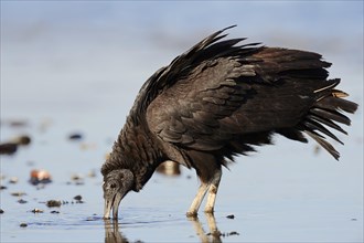 Black Vulture (Coragyps atratus) drinking