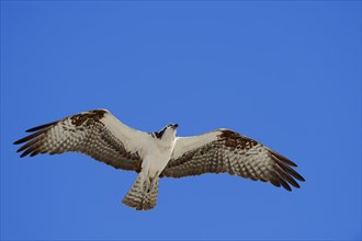Osprey (Pandion haliaetus carolinensis) in flight