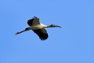 Wood Stork (Mycteria americana) in flight