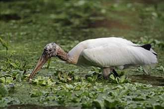 Wood Stork (Mycteria americana) in search of food