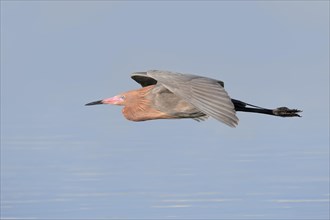 Reddish Egret (Dichromanassa rufescens