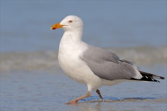 American Herring Gull or Smithsonian Gull (Larus smithsonianus)