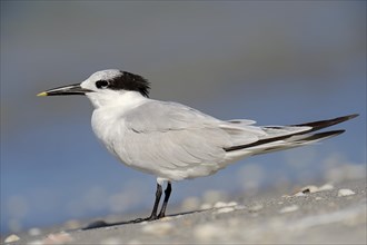 Sandwich Tern (Sterna sandvicensis