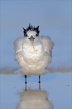 Sandwich Tern (Sterna sandvicensis