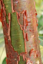 Gumbo-limbo