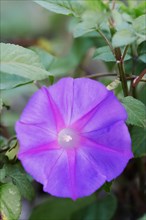 Blue Morning Glory (Ipomoea indica)