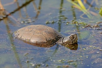 European Pond Turtle (Emys orbicularis) in the water