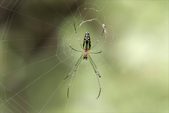 Orb Weaver (Nephila sp.) in a web