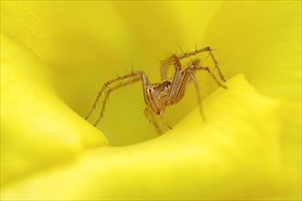 Wolf Spider (Lycosidae sp.) in the flower of a Yellow Oleander (Thevetia peruviana)