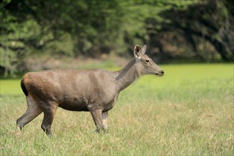 Sambar or Sambar Deer (Cervus unicolor)