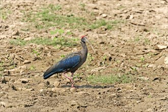 Red-naped Ibis (Pseudibis papillosa)