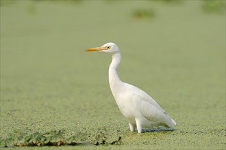 Cattle Egret (Bubulcus ibis) standing in water