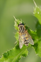 Common Hoverfly (Helophilus pendulus)