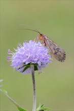 Caddis Fly (Halesus tesselatus) on the flower of a Devil's-bit Scabious (Succisa pratensis)