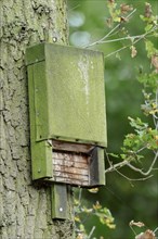 Bat box on a tree