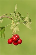 Common Hawthorn or Single-seeded Hawthorn (Crataegus monogyna)