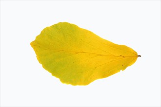 Parrotia (Parrotia persica) leaf