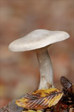 Clouded Agaric or Cloud Funnel (Lepista nebularis)