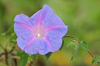 Ivy-Leaved Morning Glory (Ipomoea hederacea)