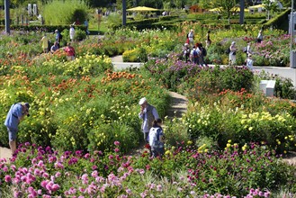 Dahlias in bloom at the International Garden Show 2013