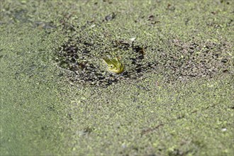 Edible Frog or Common Water Frog (Rana esculenta) in Peenestrom strait