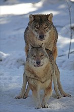 Wolves (Canis lupus) mating