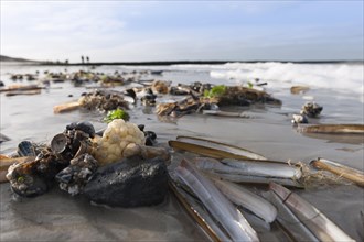 Sea shells on a North Sea beach