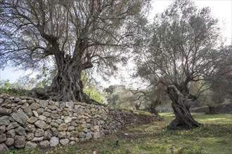 Ancient olive trees (Olea europaea) and stone wall