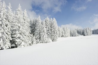 Snow-covered fir trees