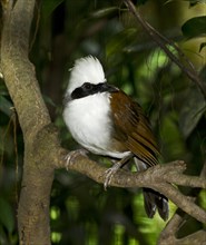 White-crested Laughing Thrush (Garrulax leucolophus)