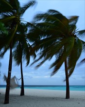 Palm trees and a hammock on the beach during a storm
