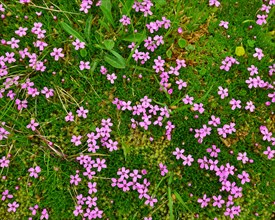 A patch of Cushion Pink or Moss Campion (Silene acaulis)