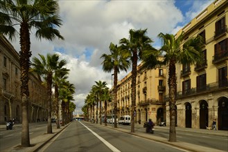 Palm trees on Passeig de Colom avenue