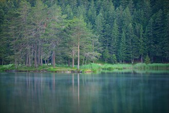 Conifer forest on lake Möserer See
