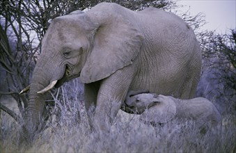African Bush Elephant (Loxodonta africana) with a calf