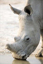 White Rhinoceros (Ceratotherium simum)