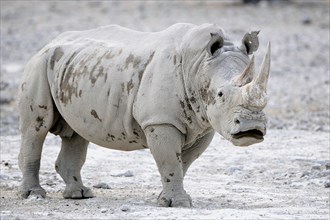 White Rhinoceros (Ceratotherium simum)