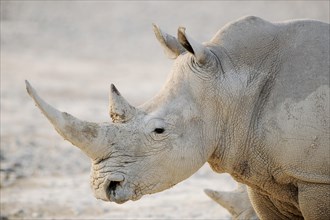 White Rhinoceros (Ceratotherium simum)